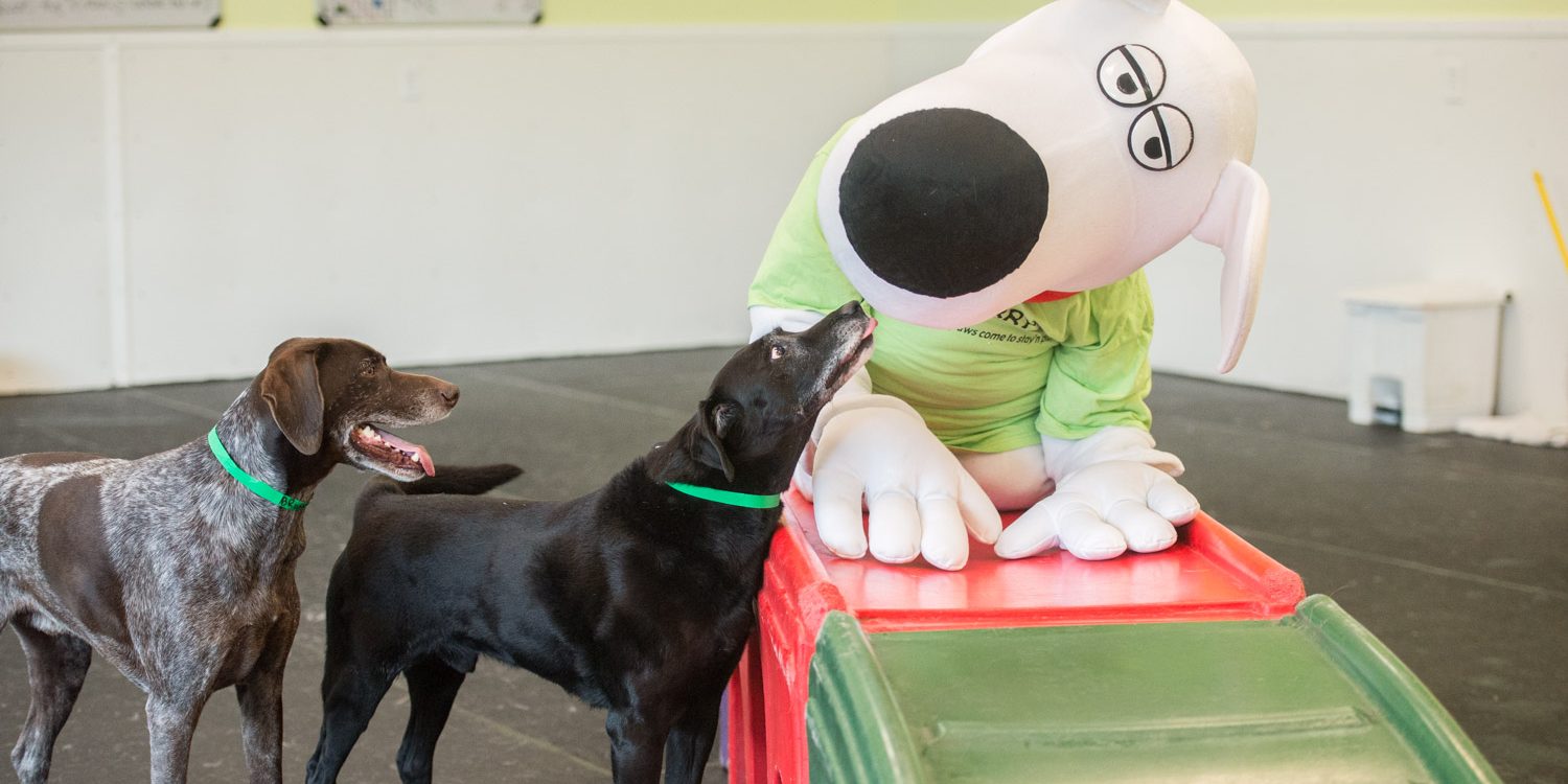 Indoor play with two dogs